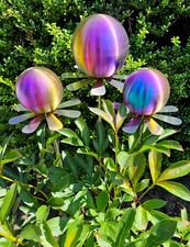 Blütenzauber Rotterdam