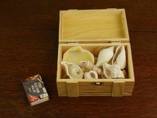 Muschelsammlung in Holzbox –