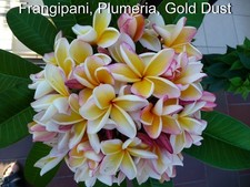 Frangipani, Plumeria, Gold