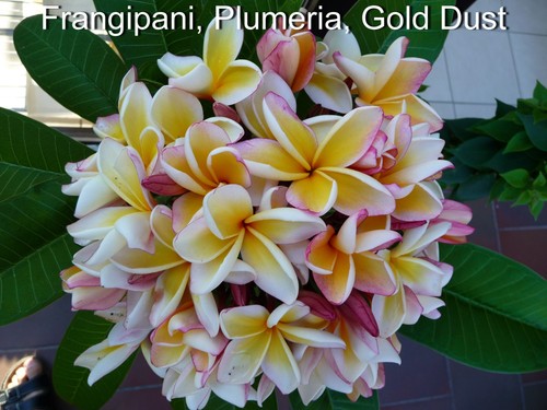 Frangipani plumeria gold - frangipani,, plumeria,