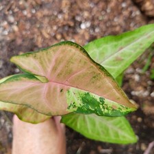 Tricolor Confetti Syngonium 