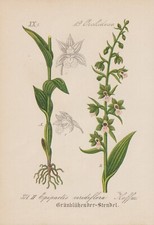 Violette Stendelwurz (Epipactis purpurata) Chromo-Lithographie von 1880 Orchidee