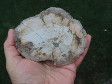 versteinertes Holt Dadoxylon sp. aus Chemnitz/Hilbersdorf