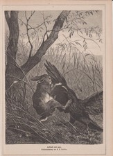 Orig. Holzstich: Hasen -