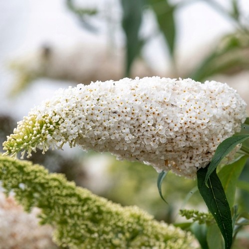 Sommerflieder - , /