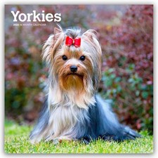 Yorkshire Terriers - Yorkshire