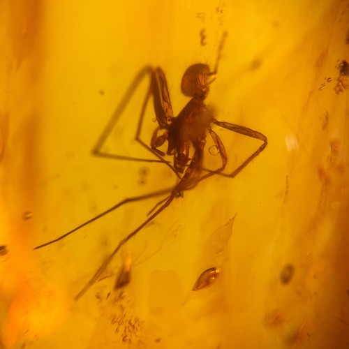 Spinne burmesisch burmit - in,