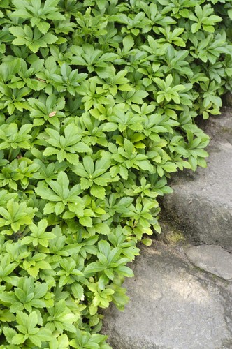 Dickmännchen pachysandra - dickmännchen,