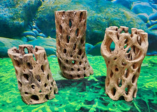 3 pcs strong TEDDY BEAR CHOLLA