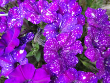 Sternpetunie samtig Lila Punkte weiß hängend kompakt wachsend Lichtkeimer Samen