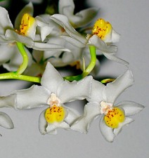 Osmoglossum Species ´White Spring Birds´ Duft Orchidee Odontoglossum Cattleya
