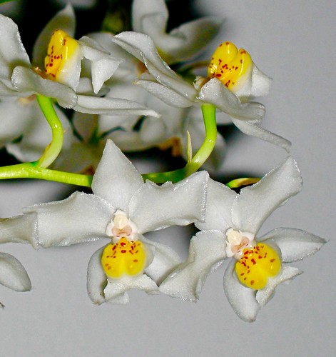 Osmoglossum species white - species, ´white