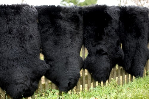 Lammfell schwarz und - lammfell,