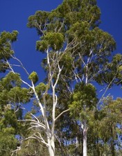 SAMEN der duftende ZITRONEN