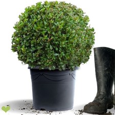 10 x Ilex crenata Kugel