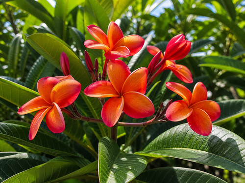 Sale2758 plumeria peach - sale2758, orange