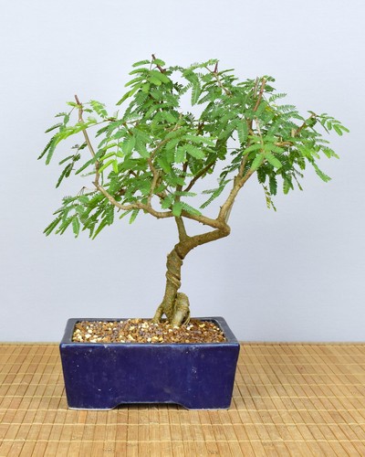 Bonsai indoor arabische - bonsai, indoor,