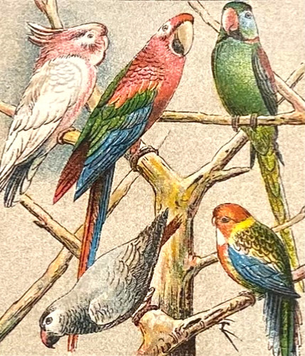 Alte chromolithographie - alte,