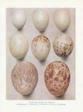 Vogeleier Steinadler Bussard Rohrweihe Kornweihe... FARBDRUCK von 1930 Bird Eggs
