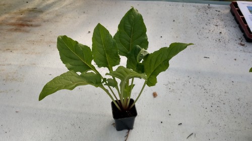 Stck silphium perfoliatum - silphium,