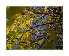 10x Fraxinus chinensis