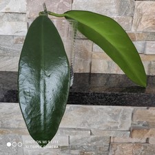 Hoya Meliflua, eine der prachtvollsten Porzellanblumen, Ableger leicht bewurzelt