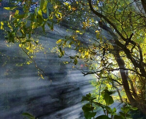 Korkenzieherweide salix - korkenzieherweide,