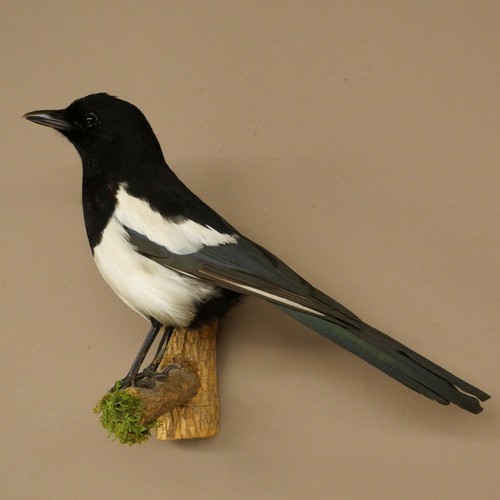 Elster vogel präparat - vogel,