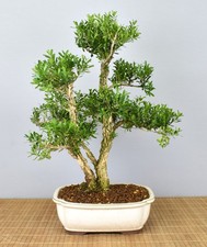Bonsai Indoor, Chinesischer