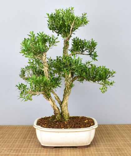 Bonsai indoor chinesischer - bonsai, indoor,
