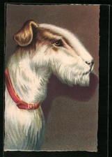 Braun-weißer Terrier mit Halsband, Ansichtskarte 