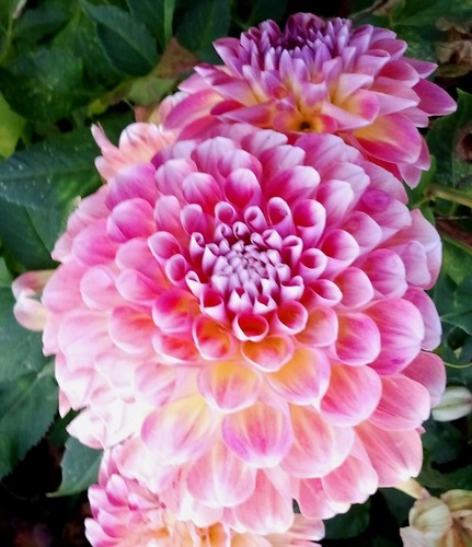 Dahlien - @, (◕‿◕)\@