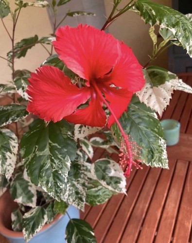 Hibiskus snow queen - hibiskus, „snow