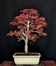 Bonsai japanischer roter - bonsai,
