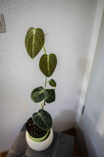 Philodendron melanochrysum - philodendron,