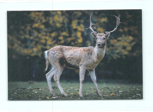 Postkarte hirsch - ak,