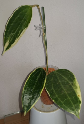 Hoya latifolia albomarginata - hoya,