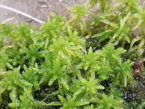 Gemischtes sphagnum moos - sphagnum,