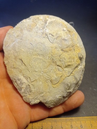 Ammoniten ceratites - ammoniten,,