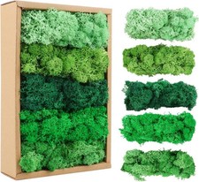 Islandmoos, Moos in 5 Versch