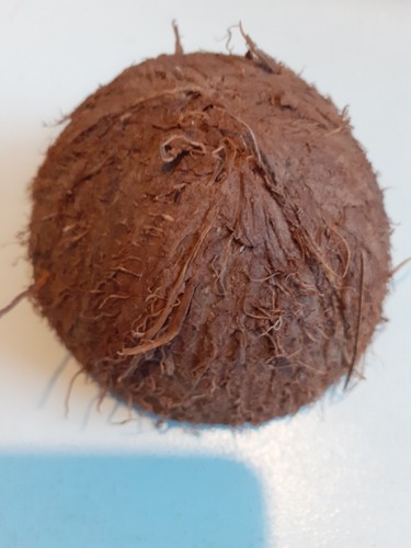 Halbe kokosnussschale - halbe,