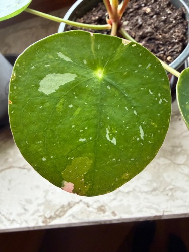 Pilea peperomioides - pilea,