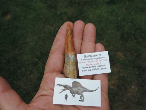 Großer zahn vom spinosaurus - zahn,