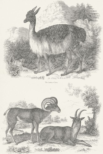 Peru lama von argali - peru., ix