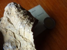 Nautilus Nautilusbruchstück - Mitteldevon - Eifel - Berndorf - sehr selten!