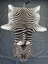 Burchell Steppenzebra Zebrafell aus Südafrika - 3,20 m L x 1,80 m B *NEU*