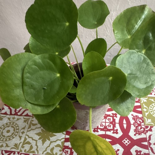 Pilea ufopflanze - pilea, (pilea