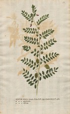 Kichererbsen Erbsen Cicereae