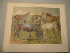 Pferde,Rassen,Anatomie 4 Tafeln/Bilder von 1895 farbige Chromlithographien