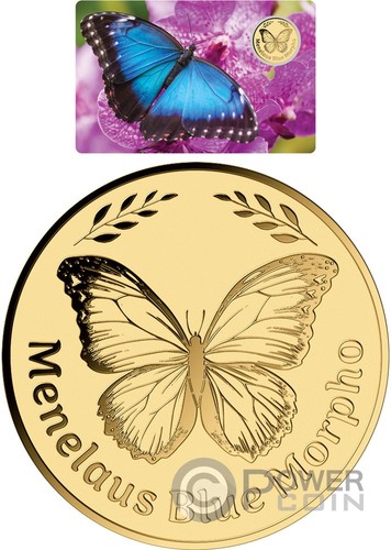 Menelaus blue morpho - menelaus,